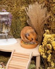 Niieangel艾特 金絲熊倉鼠糧天然糧