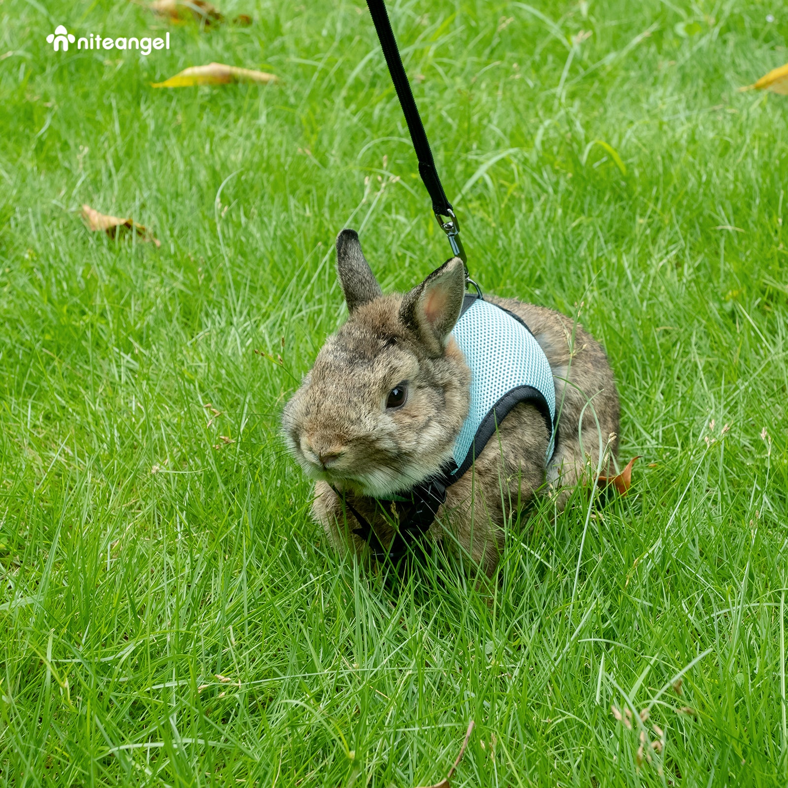 Niteangel艾特 寵物兔子牽引繩溜兔繩兔兔用品背心式防掙脫栓衣服