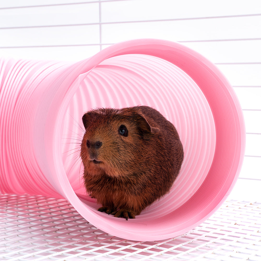 Niteangel艾特 荷蘭豬可伸縮彩色通道寵物小兔子隧道玩具用品管道