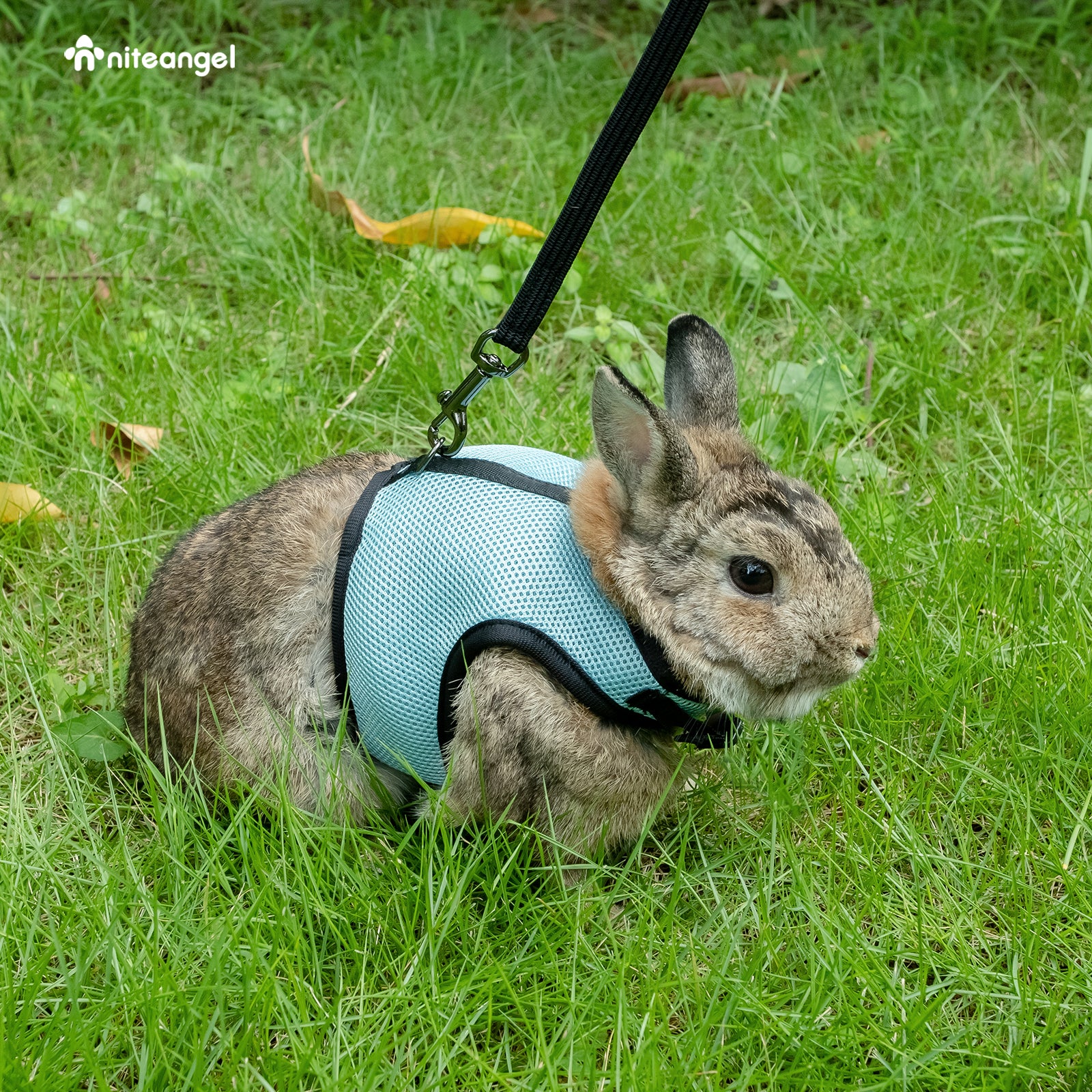 Niteangel艾特 寵物兔子牽引繩溜兔繩兔兔用品背心式防掙脫栓衣服